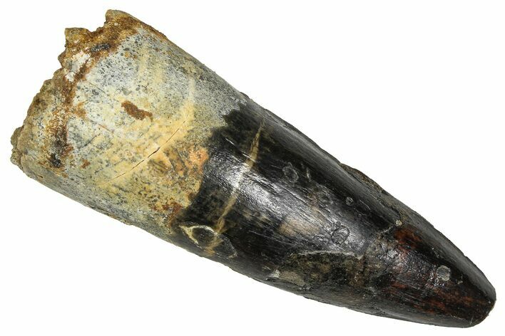 Fossil Spinosaurus Tooth - Real Dinosaur Tooth #373804